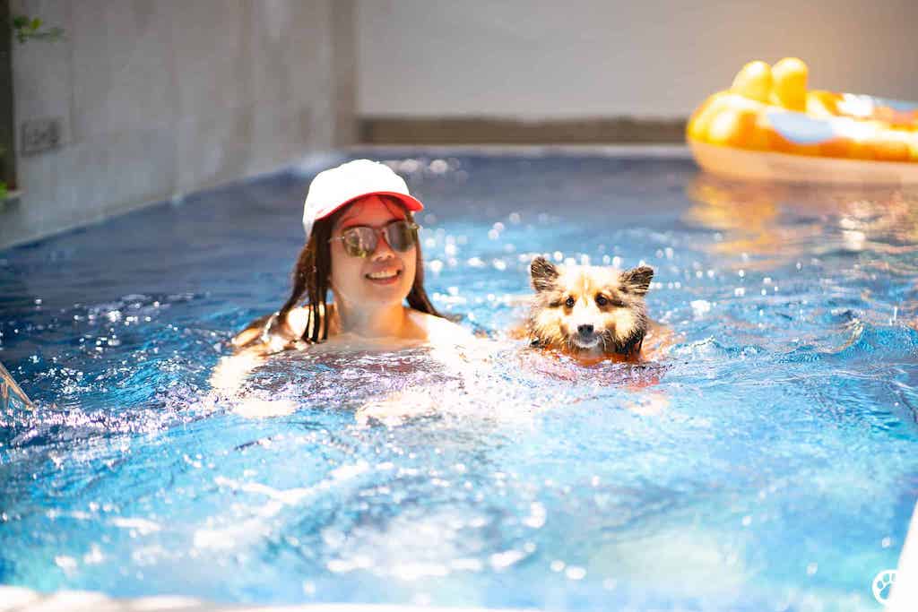 dog swim with owner in pet-friendly hotel in thailand