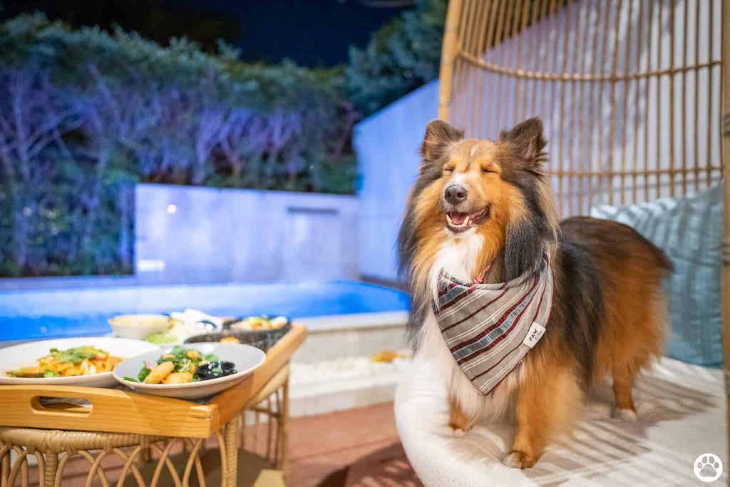 a dog at the pet-friendly hotel